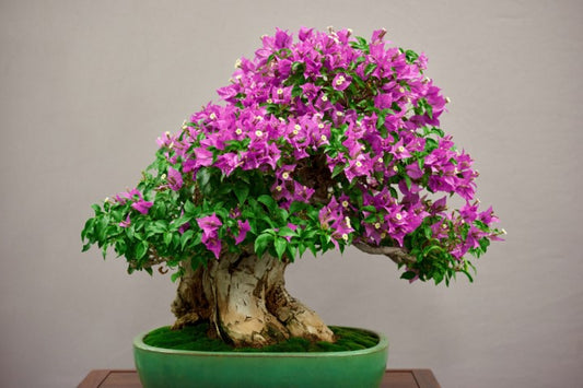 Bonsai tree with pink flowers